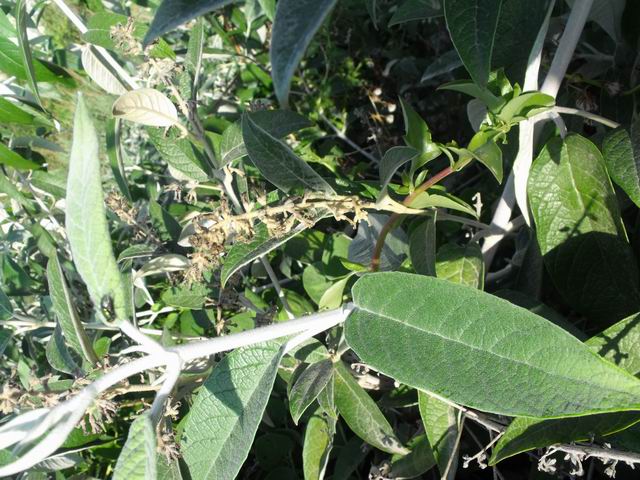 Buddleja sp.